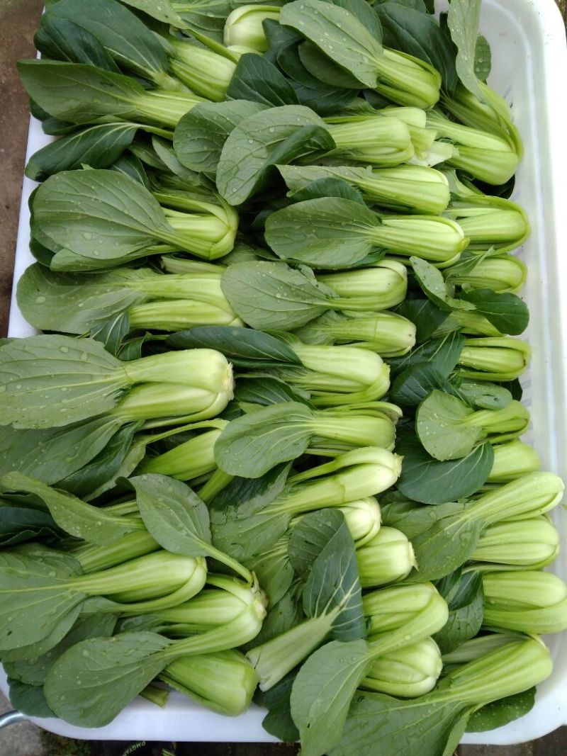 上海青小白菜10~20cm
