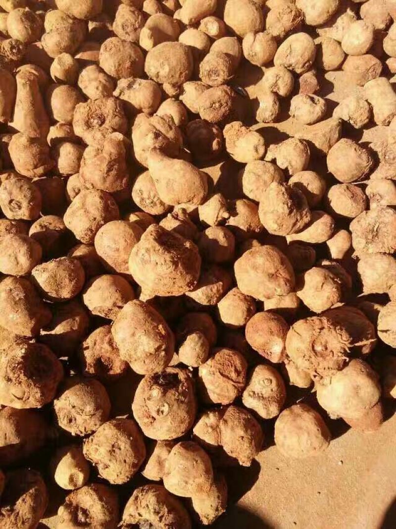 魔芋魔芋二代。提供技术指导，全国包邮周边送货。