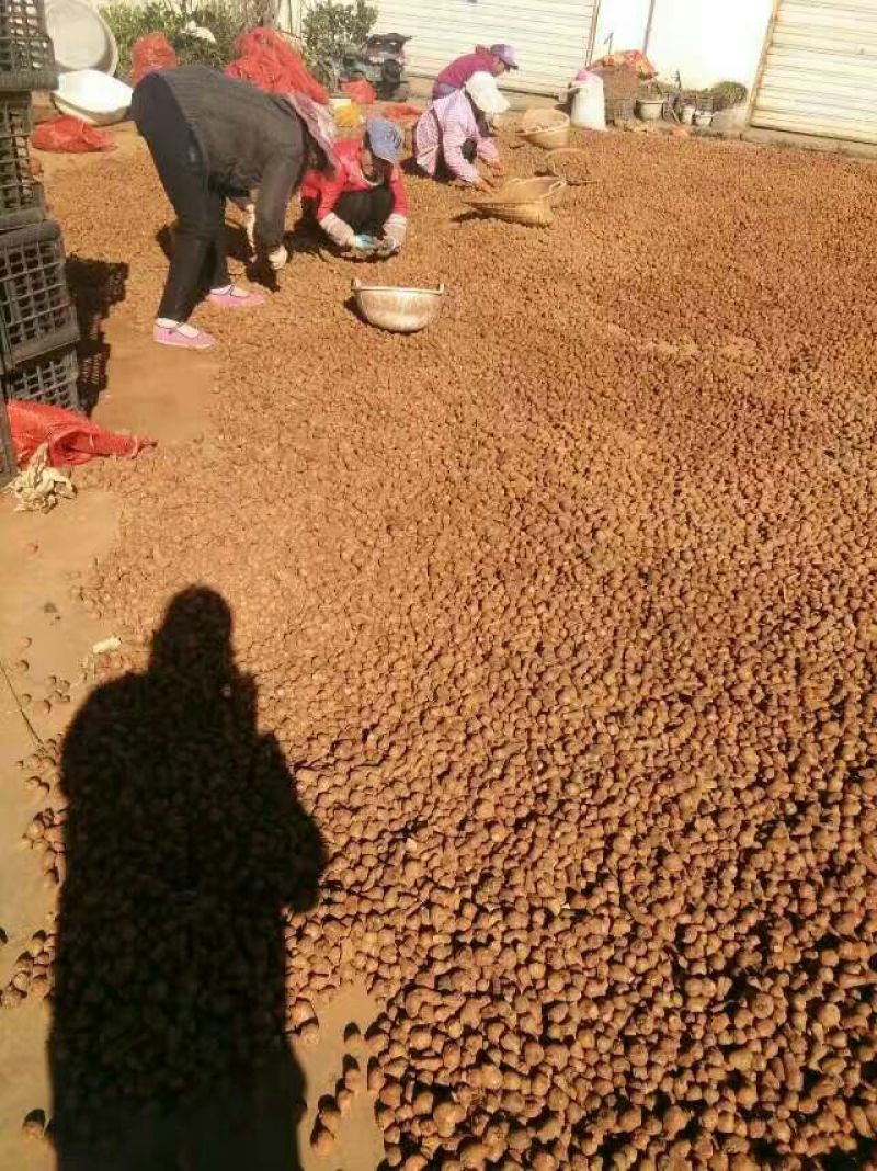 魔芋魔芋二代。提供技术指导，全国包邮周边送货。