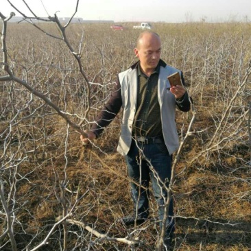 冬枣树苗沾化冬枣苗0.6-5公分大量现货现挖现卖