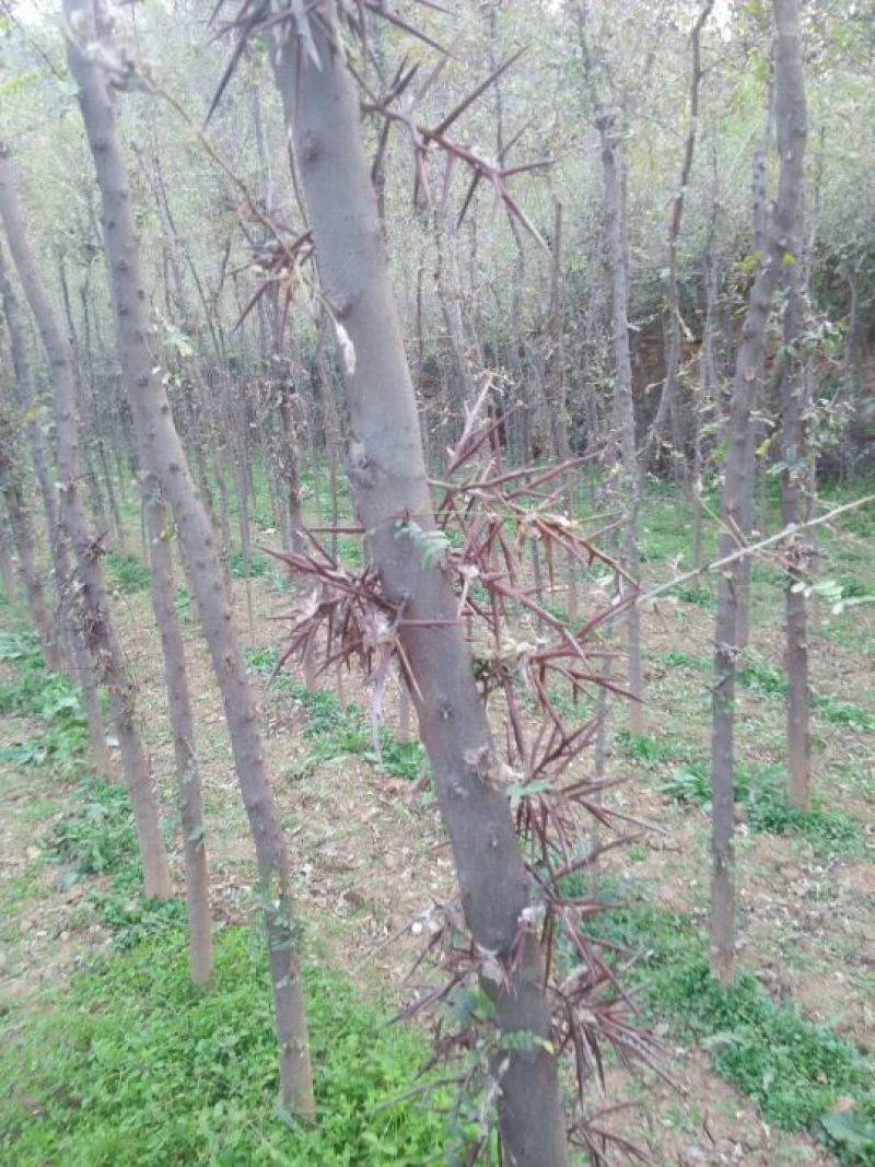皂角刺2级