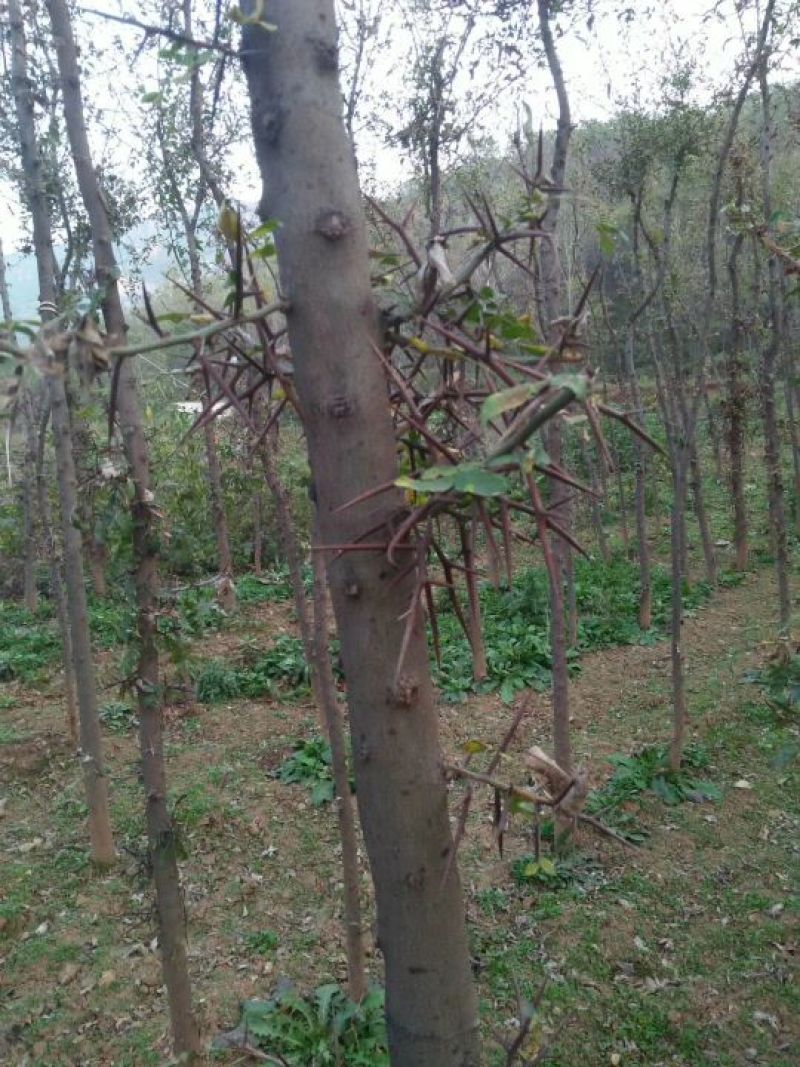 皂角刺2级