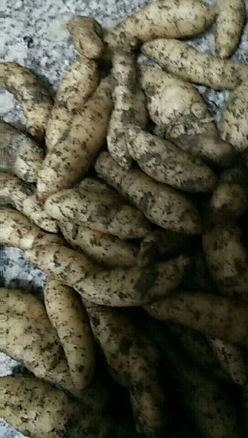 天麻统货