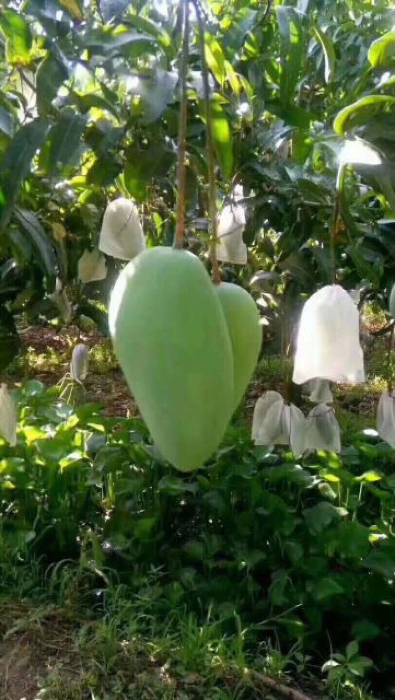 大青芒15两以上