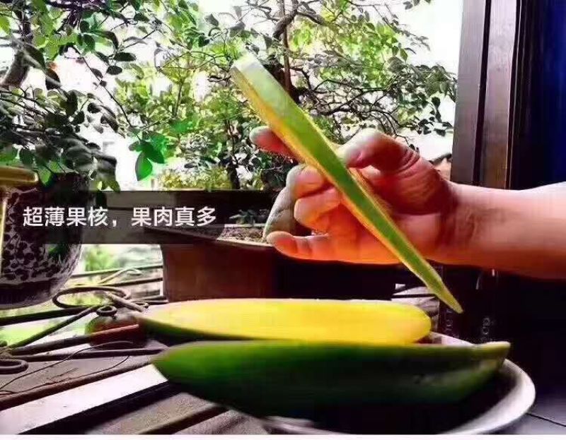 大青芒15两以上