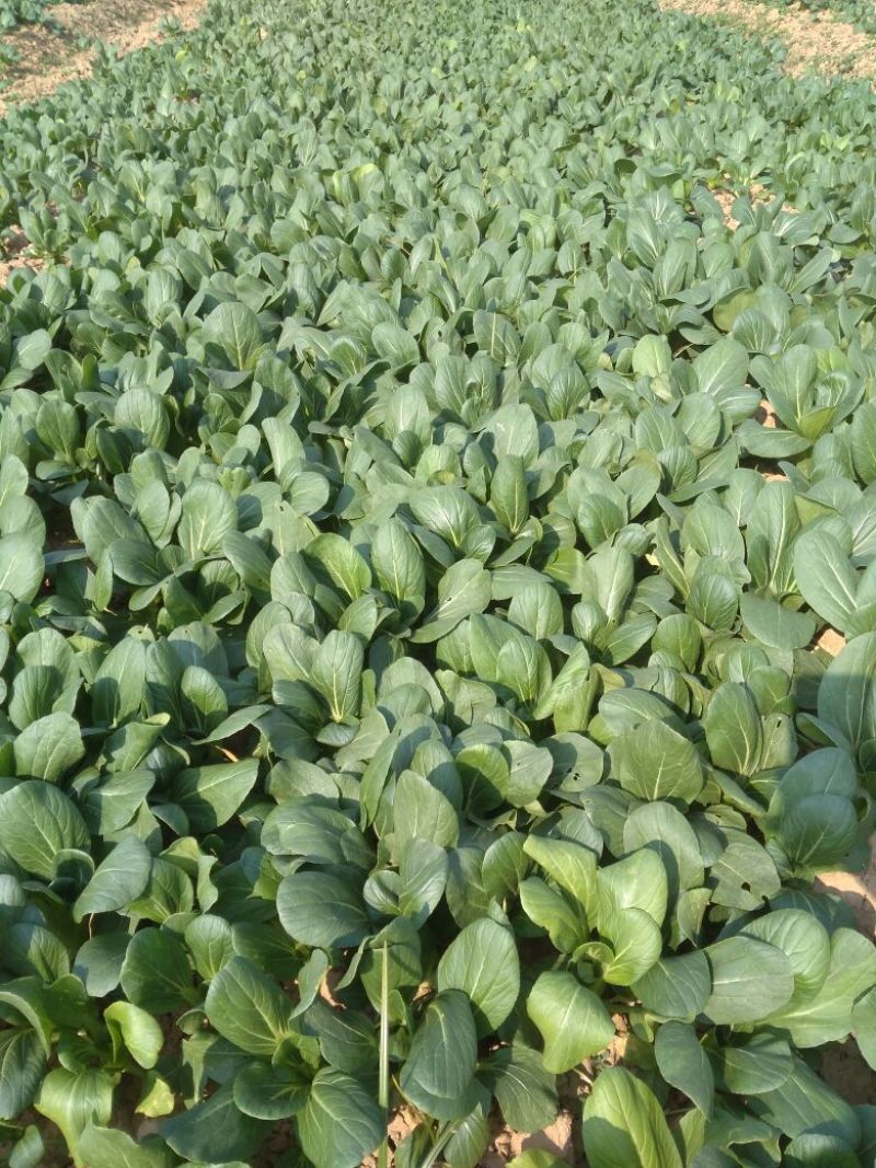 上海青小白菜10~20cm