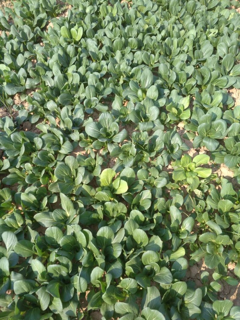 上海青小白菜10~20cm