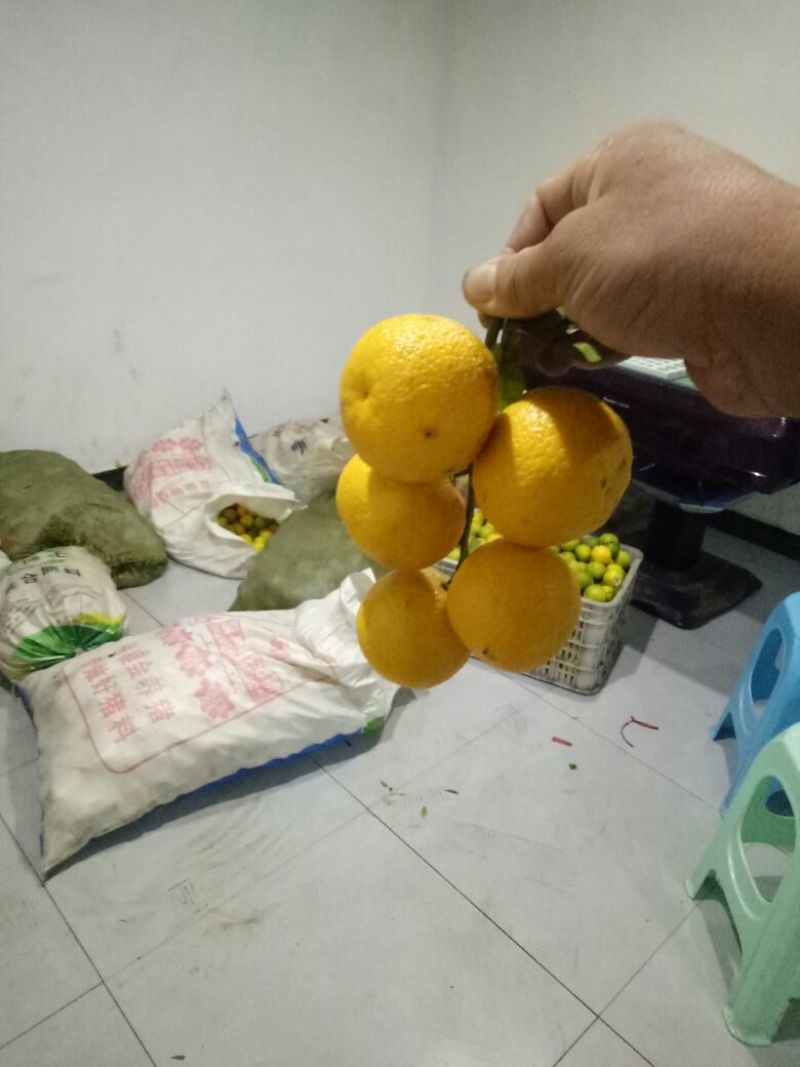 香橙种子