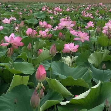 基地批发高产太空莲籽莲藕