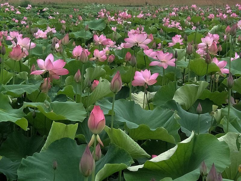 基地批发高产太空莲籽莲藕