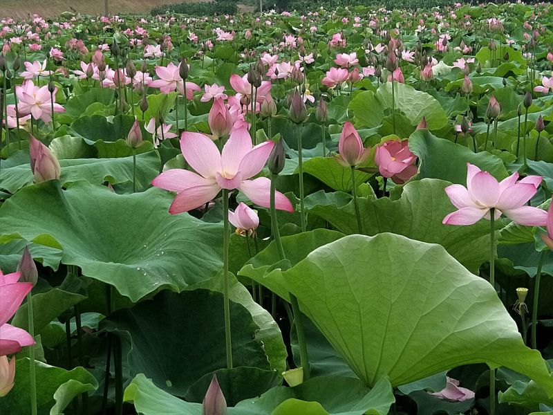 基地批发高产太空莲籽莲藕