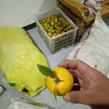 香橙种子