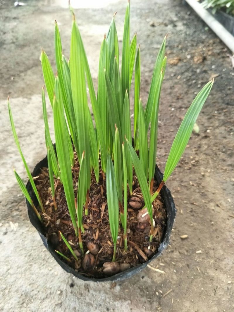 加拿利海枣种苗棕榈科庭院园林工程绿化树种