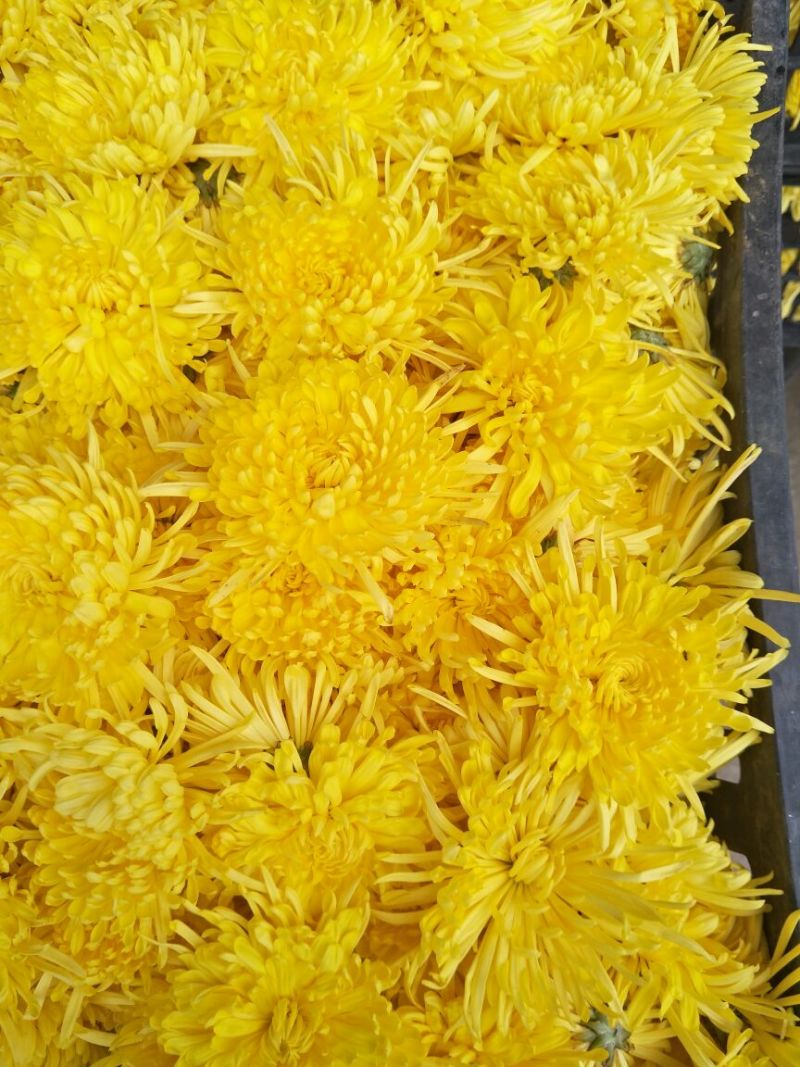 菊花茶特级