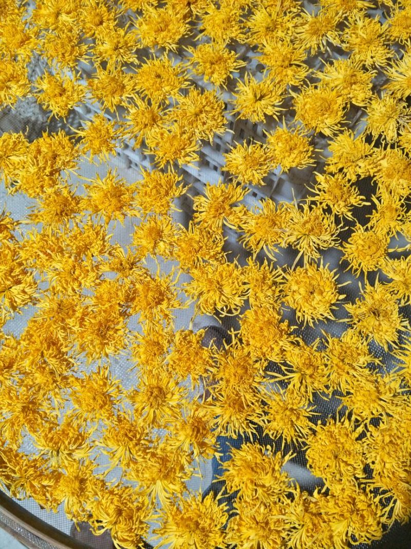 菊花茶特级