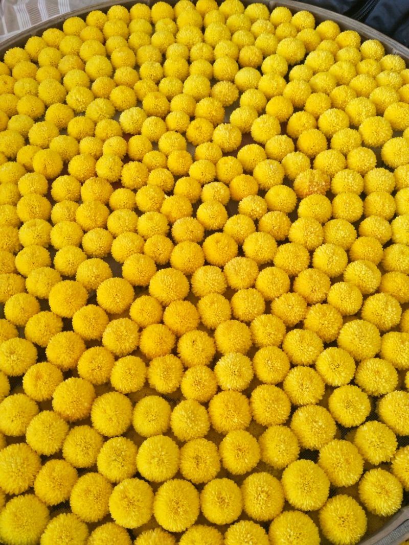 菊花茶特级