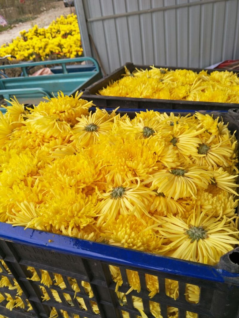 菊花茶特级