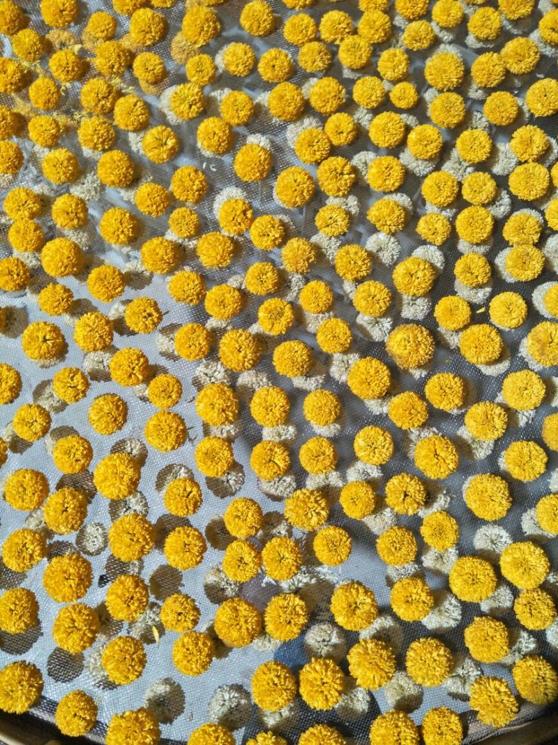 菊花茶特级