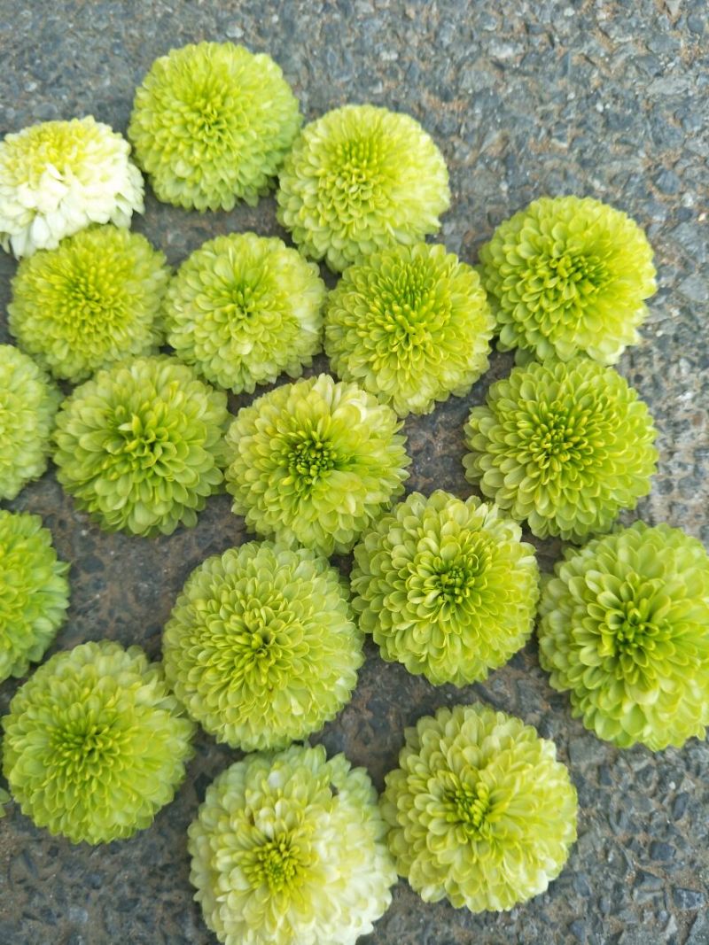 菊花茶特级