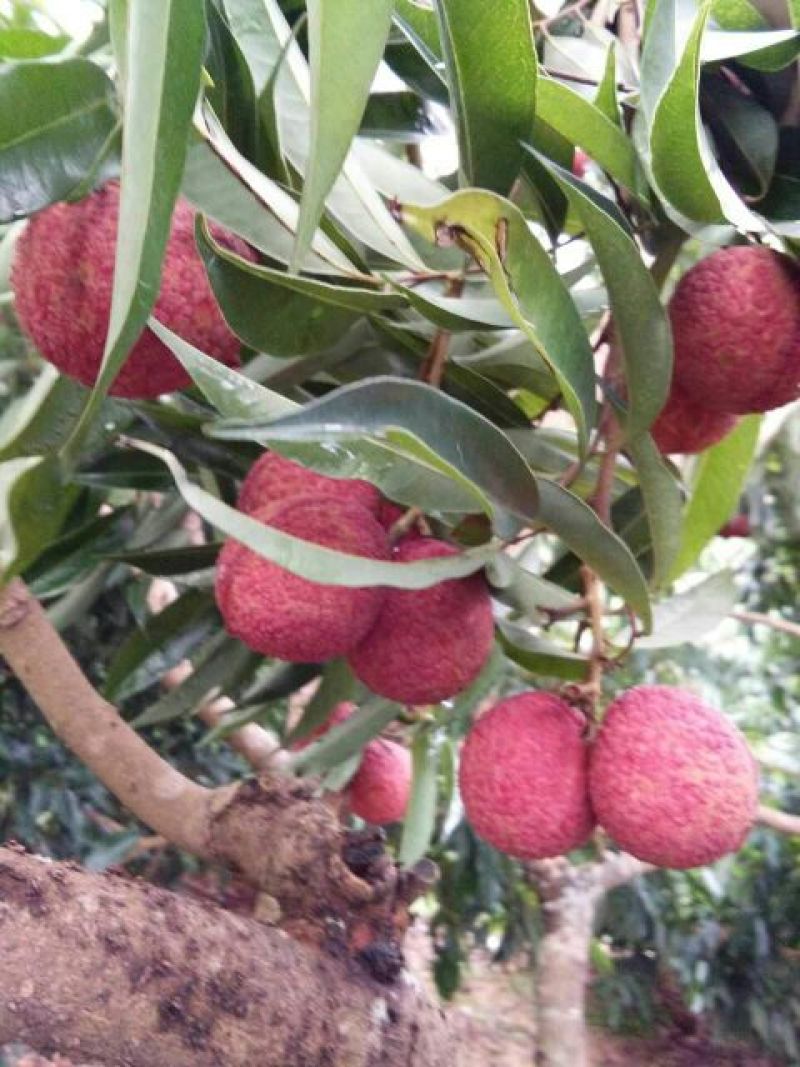 无核荔枝苗桂味苗飞子笑苗