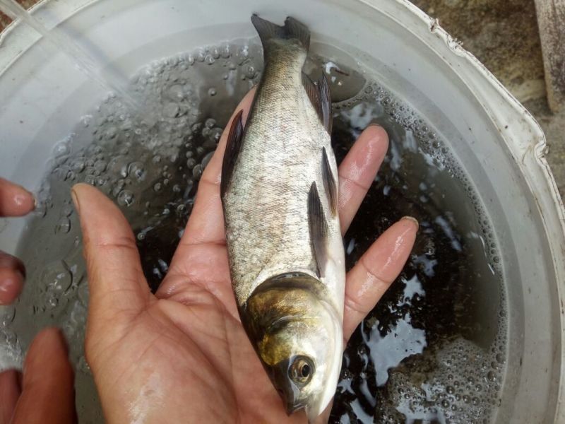 白鲈鱼苗