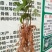 牛大力种苗15~30cm