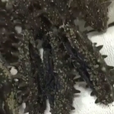 速发海参食用淡干大连