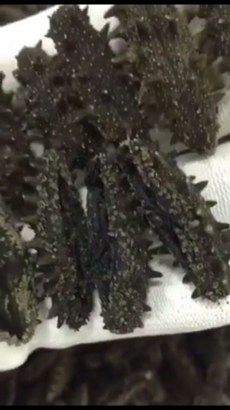 速发海参食用淡干大连