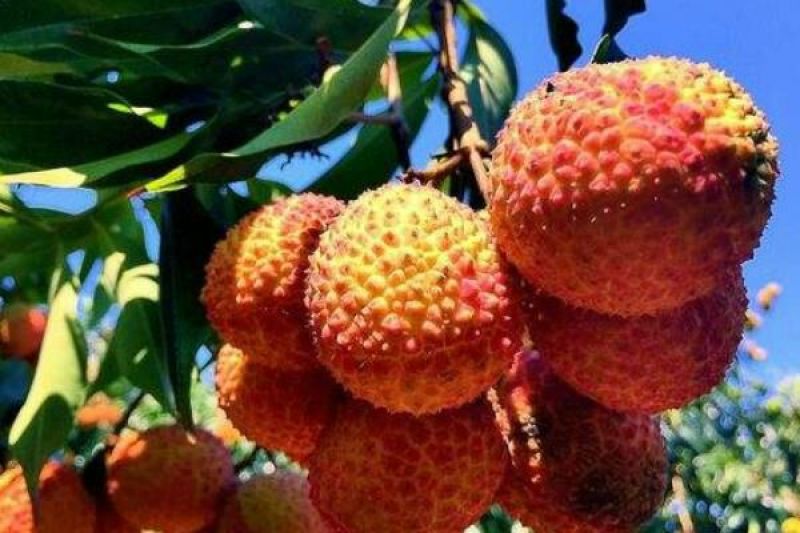 无核荔枝苗桂味荔枝，冰枝，仙进奉荔枝，飞仔笑当年挂果