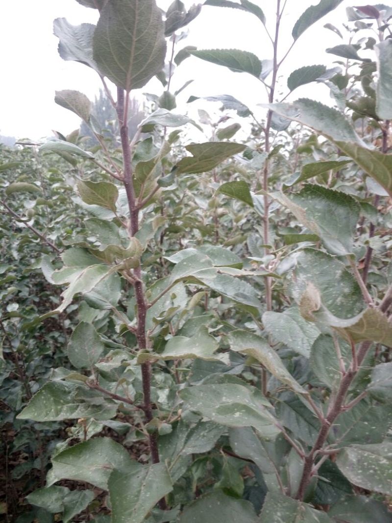 现挖现卖保湿发货早酥红梨树苗彩虹梨树苗全国可栽植