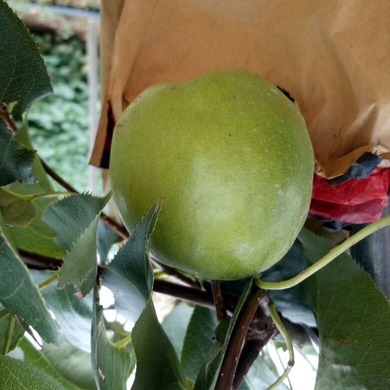 现挖现卖保湿发货早酥红梨树苗彩虹梨树苗全国可栽植