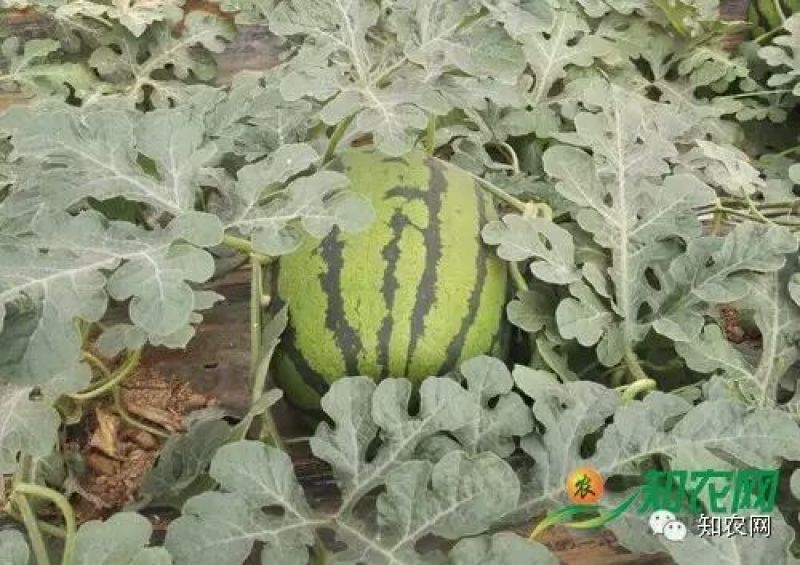 京欣西瓜8斤打底9成熟1茬