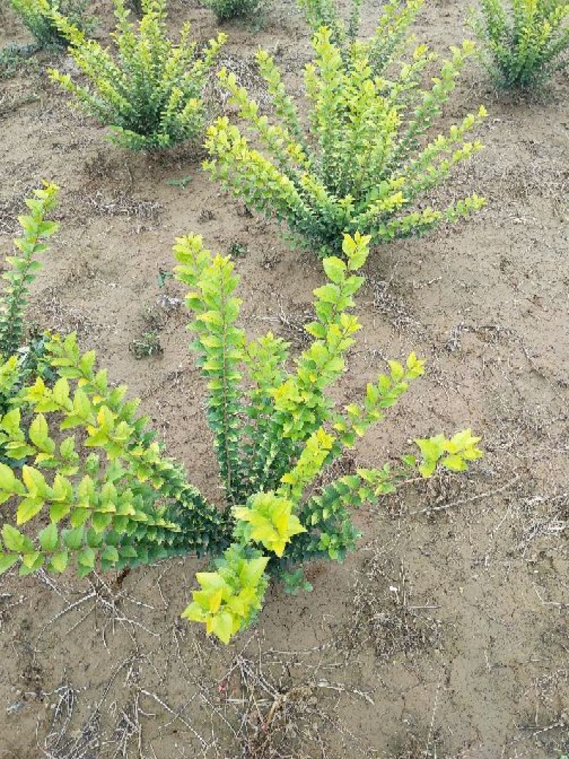 大叶黄杨18~20cm6~8cm0.5~1米