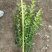 大叶黄杨18~20cm6~8cm0.5~1米
