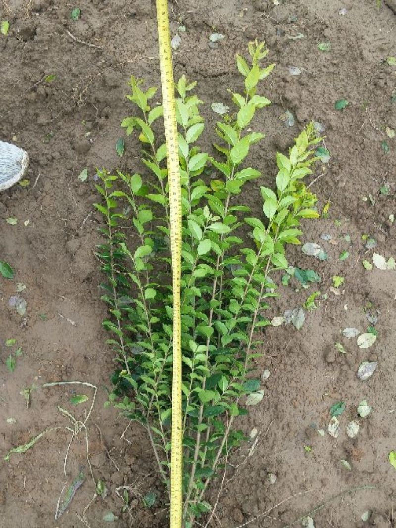 大叶黄杨18~20cm6~8cm0.5~1米