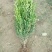 大叶黄杨18~20cm6~8cm0.5~1米
