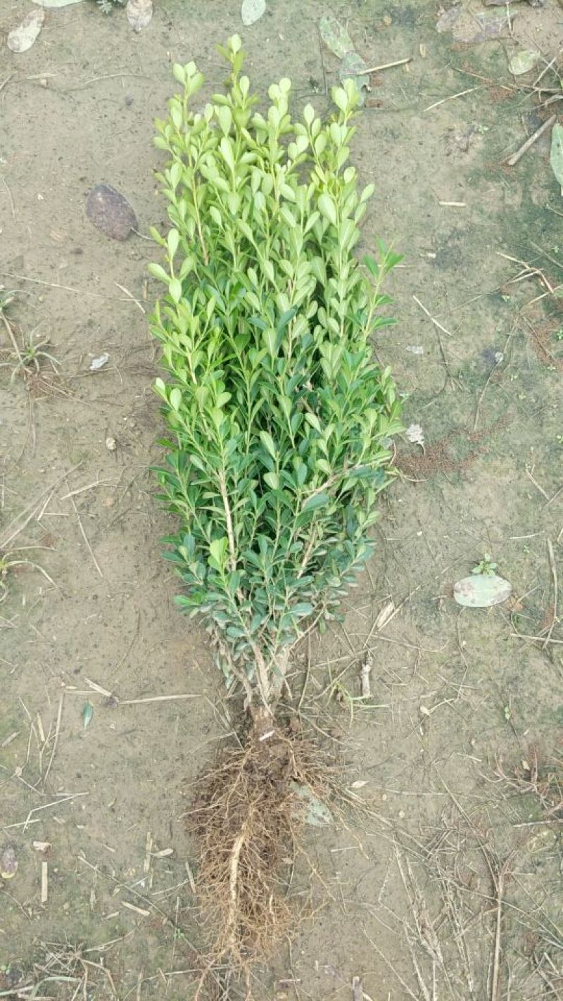 大叶黄杨18~20cm6~8cm0.5~1米