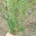 大叶黄杨18~20cm6~8cm0.5~1米