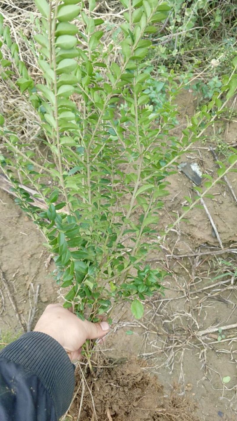 大叶黄杨18~20cm6~8cm0.5~1米