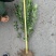 大叶黄杨18~20cm6~8cm0.5~1米