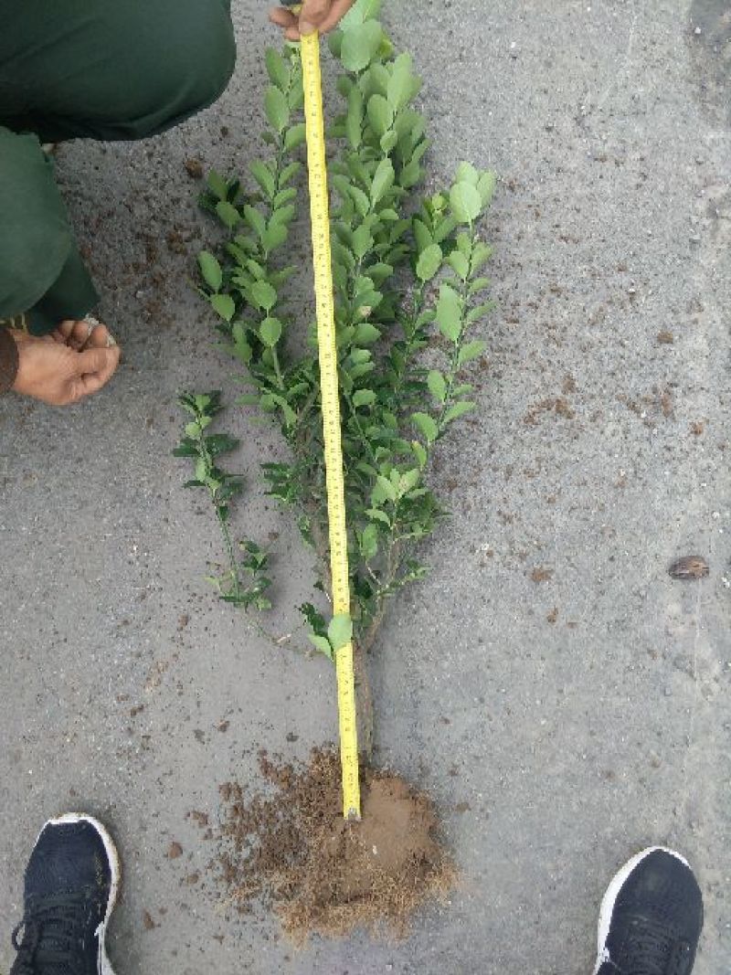 大叶黄杨18~20cm6~8cm0.5~1米