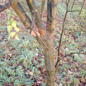 木瓜树10cm以下