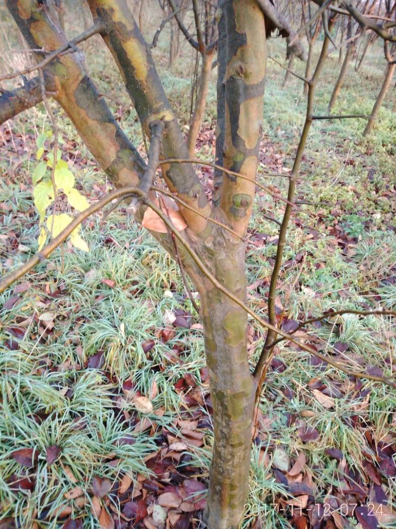 木瓜树10cm以下