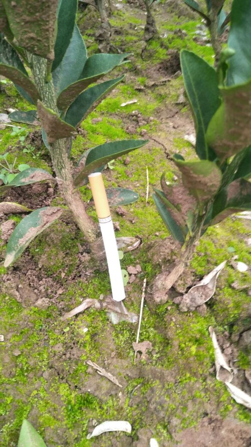 椪柑苗(基地直供，品种正宗