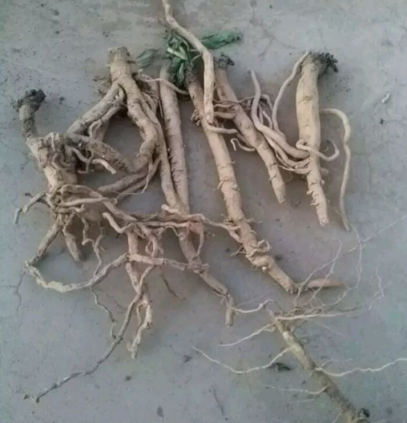 板蓝根统个