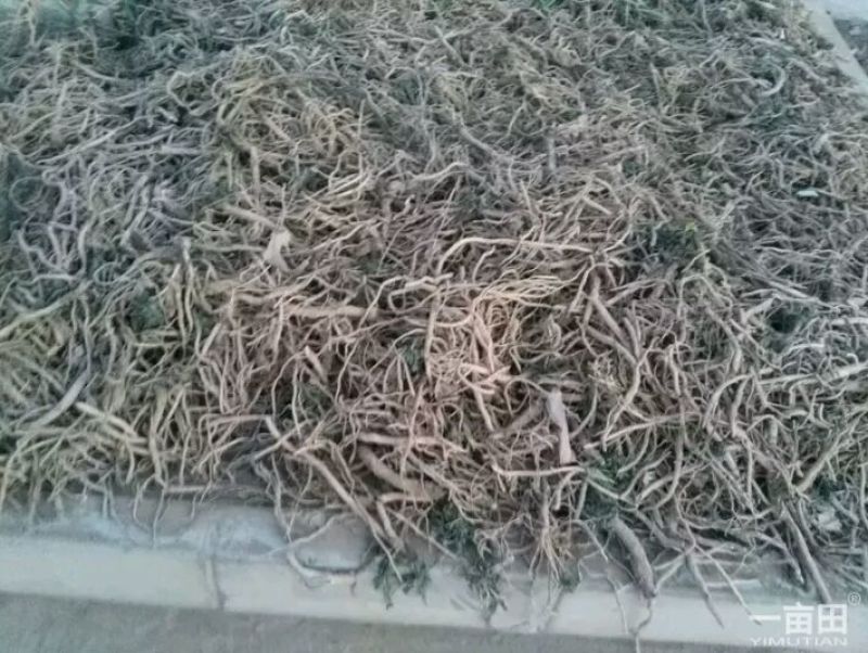 板蓝根统个