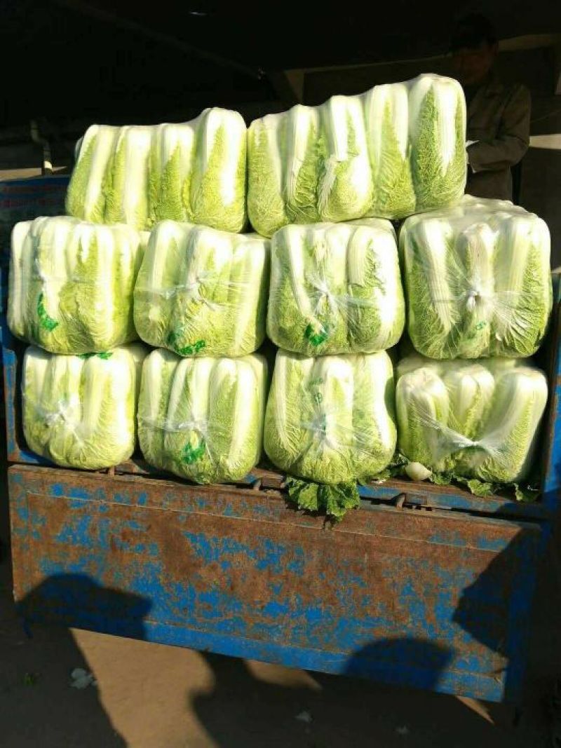 山东大白菜、货源充足、产地直发、对接全国