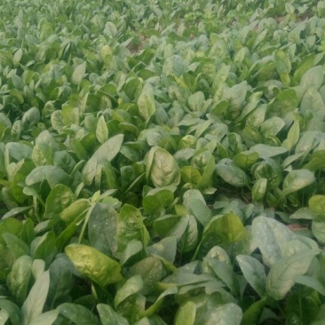 全能菠菜10~15厘米