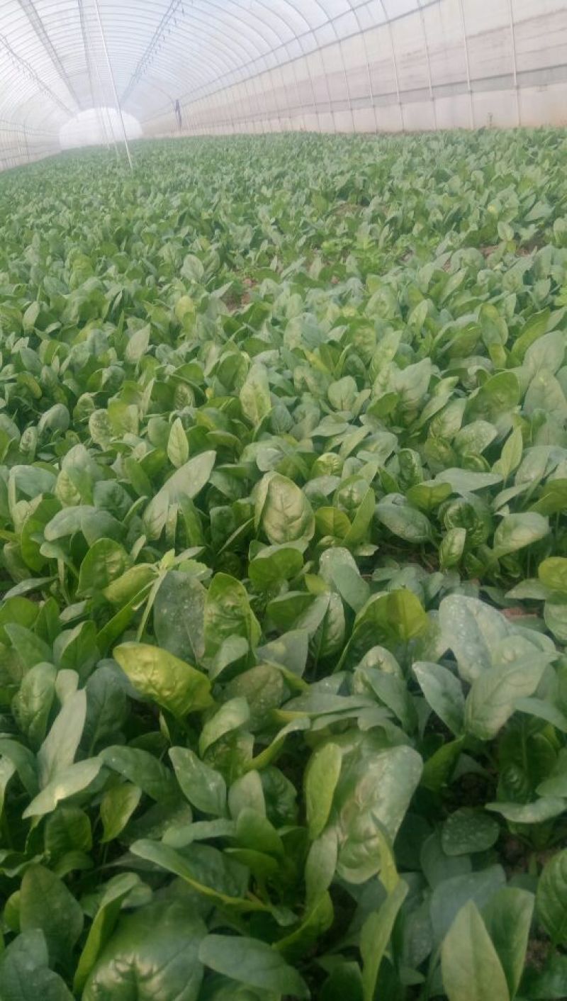 全能菠菜10~15厘米