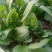 全能菠菜10~15厘米